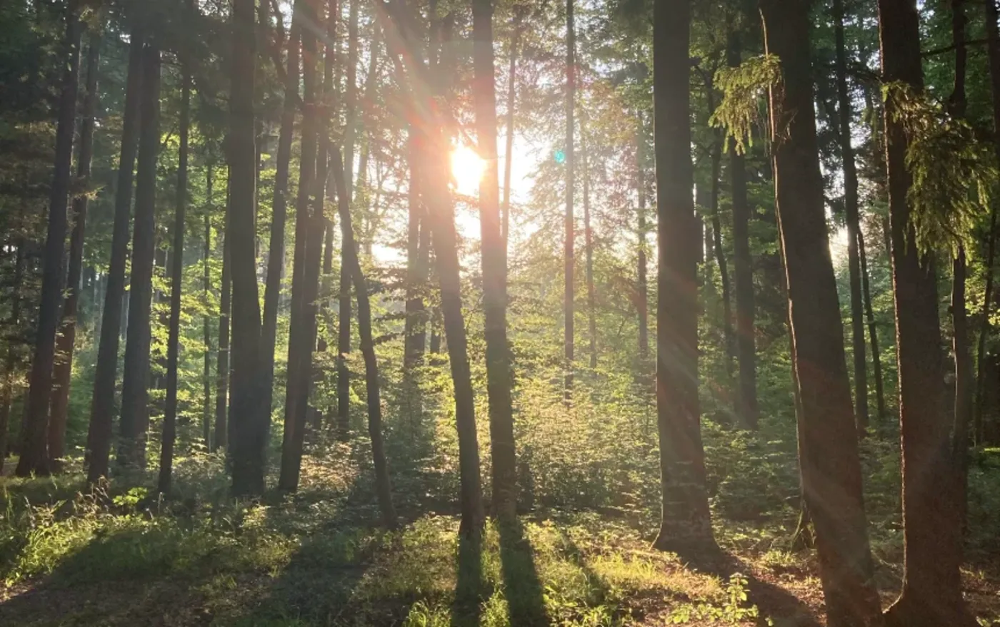 Nils training with bodyweight movements outdoors in the forest, no gym equipment