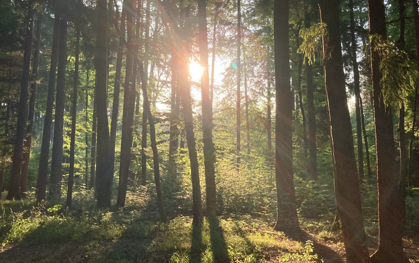 Forest in Upper Bavaria with sunlight
